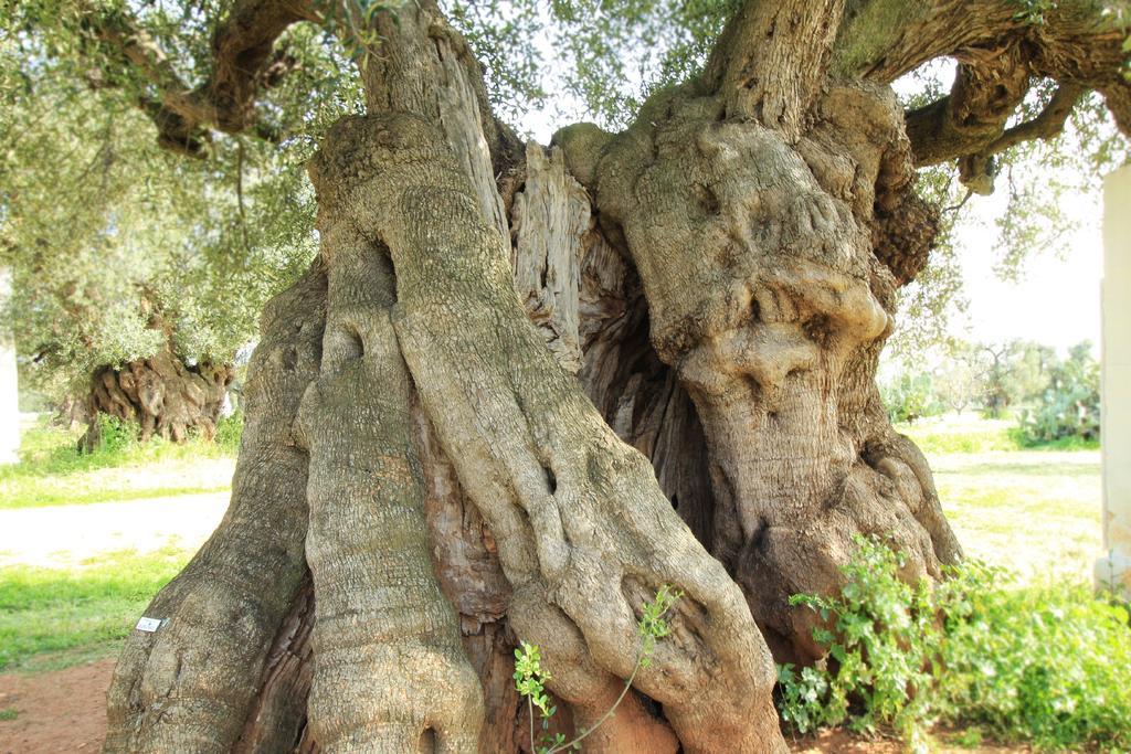Masseria Brancati Ξενοδοχείο Ostuni Εξωτερικό φωτογραφία